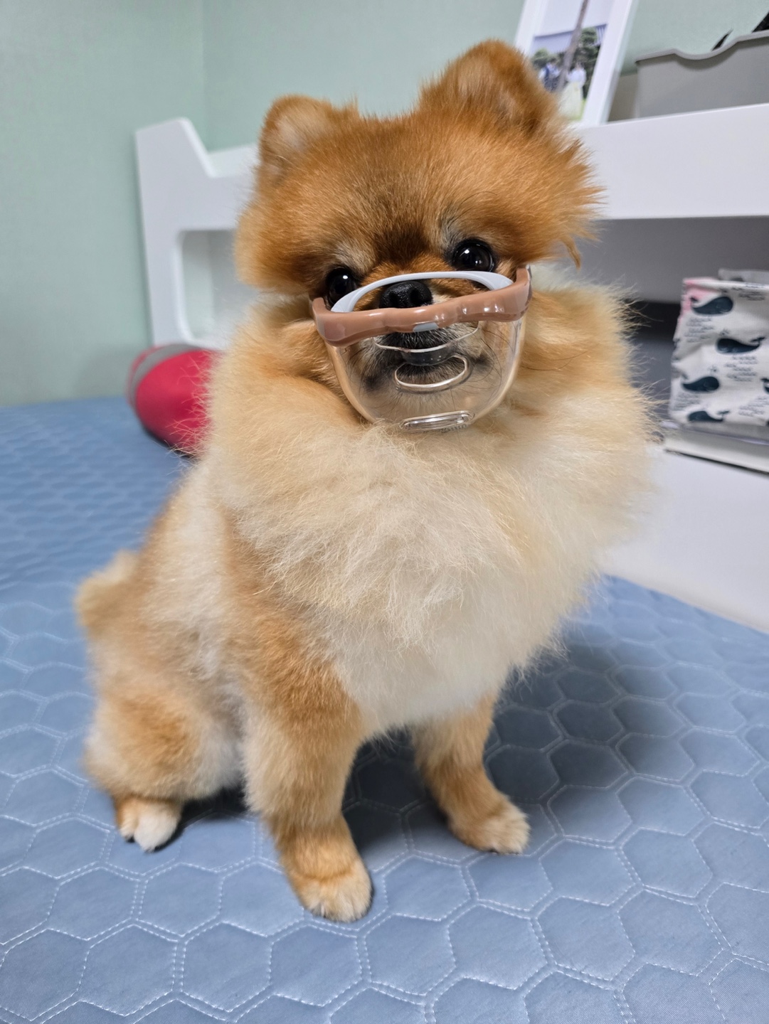 입마개 관련사진