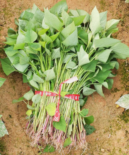 고구마 파종시기(심는시기), 고구마 모종심기, 심는방법, 고구마 심기부터 재배수확까지 총정리!