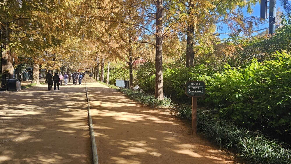담양 관방제림 &amp; 메타세쿼이어랜드 단풍 절정 실시간 후기 : 이번주 전라남도 가볼만한곳 추천