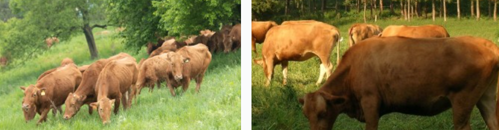 한우 모여있는 모습 과 수입산 소고기 모습
