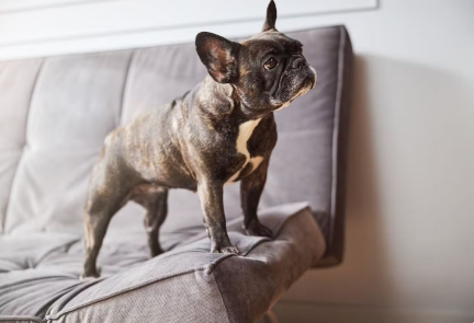 소파에 있는 개.