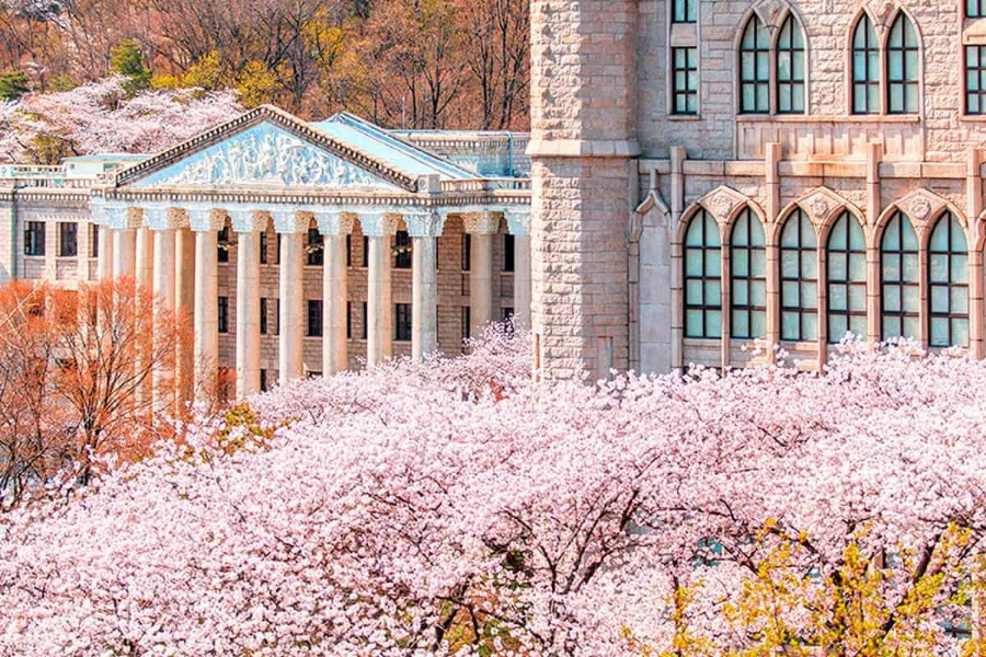 벚꽃 명소 2026