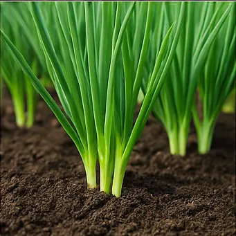 쪽파 심는시기15