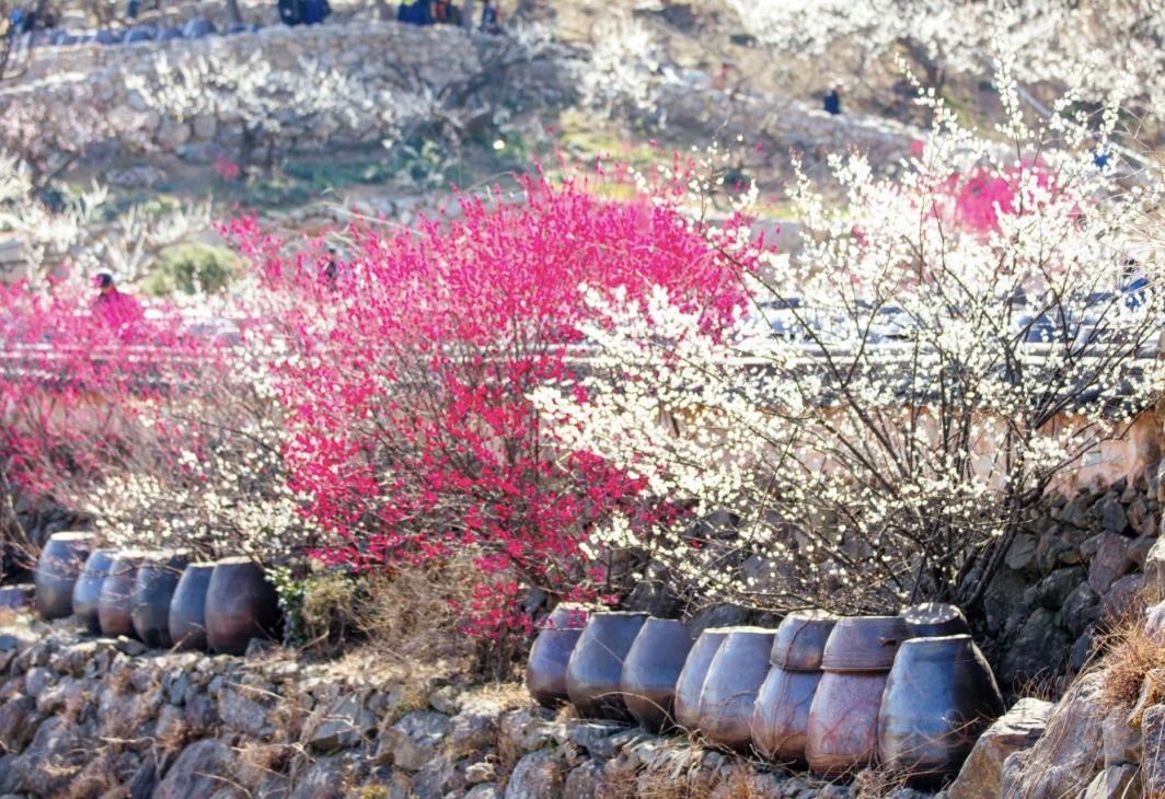 광양매화축제