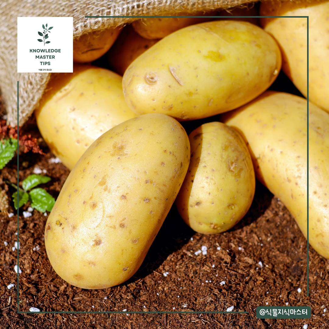8월에 심기 좋은 농작물 - 가을 감자