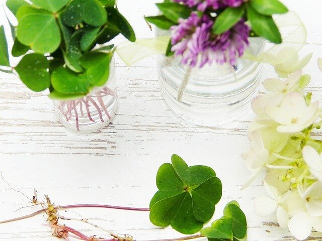 희망의 상징 클로버 이미지