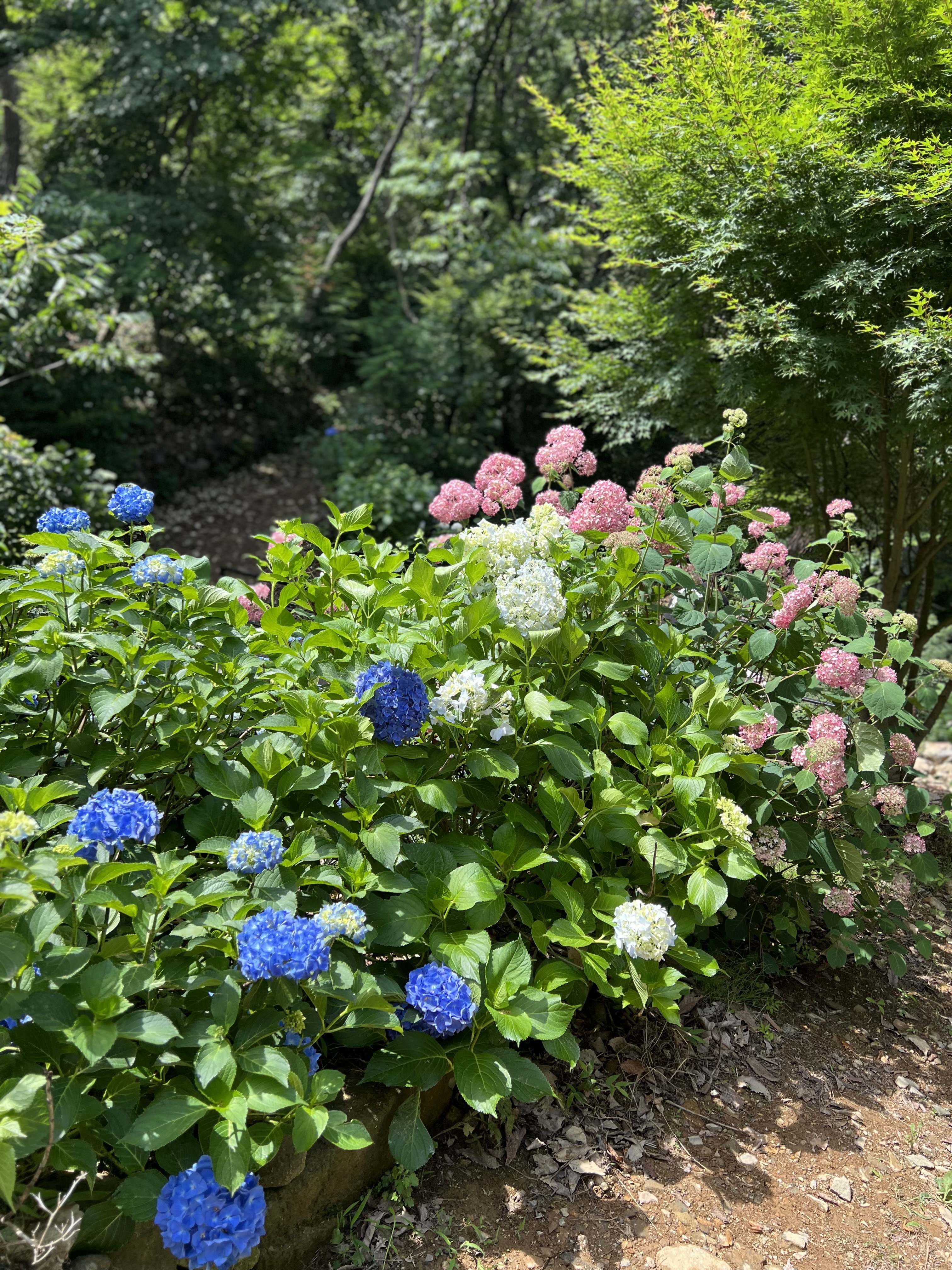 어실정원 시작카페, 실시간 수국 개화상황