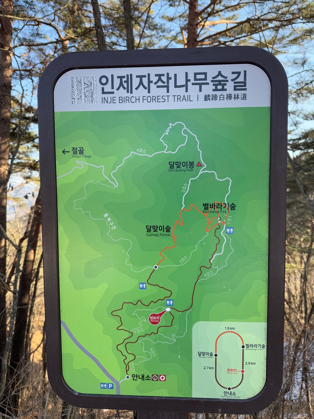 인제 자작나무숲