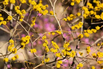 생강나무 꽃 개화시기 모양 특징_3