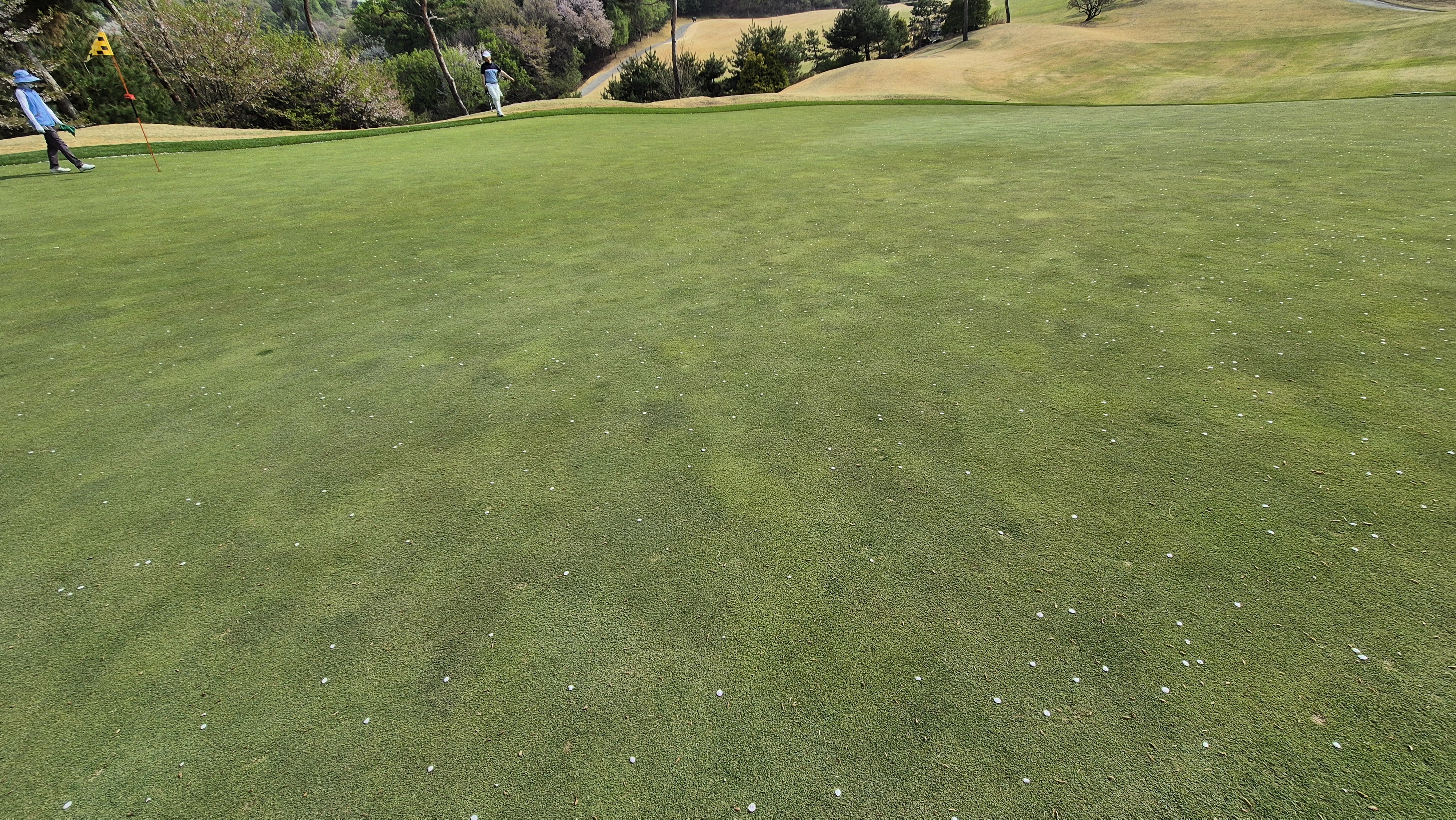 진양밸리 크리크-밸리 코스 그린관리상태