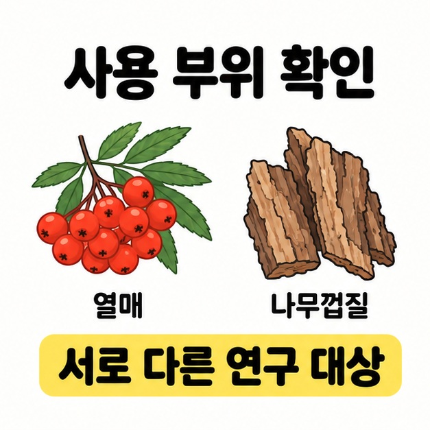 붉은 열매 송이와 갈색 나무껍질을 나란히 놓고 서로 다른 연구 대상임을 설명한 비교 그림