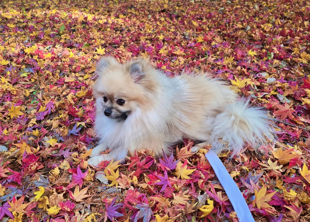 낙엽 위에 앉아있는 강아지