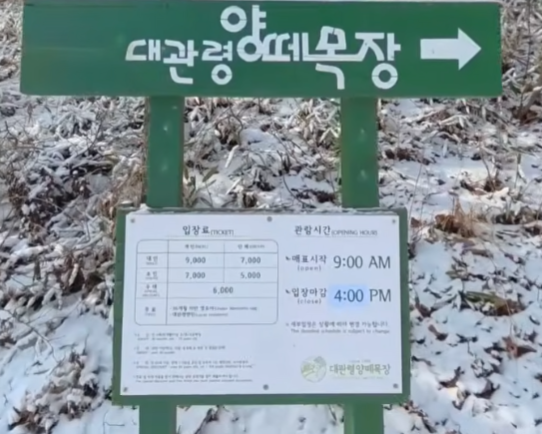 대관령 양떼 목장