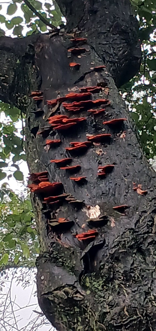 삼악산 나무에 핀 버섯