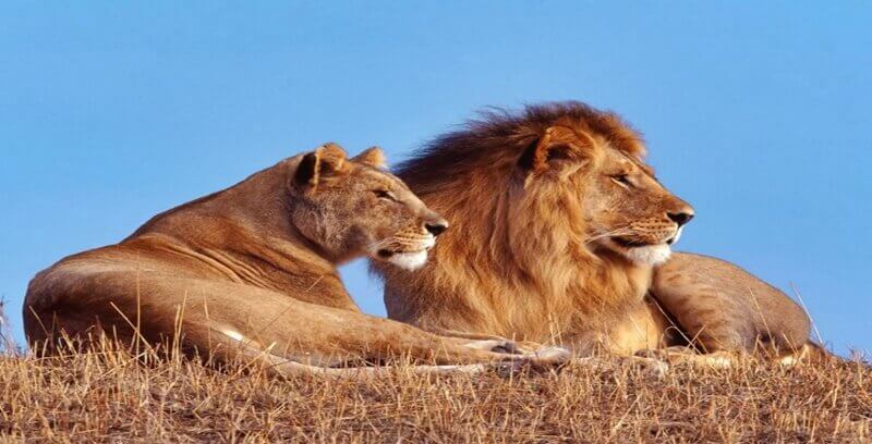 사자꿈 꿈해몽 태몽 길몽 길운 10가지 정리.첫번째