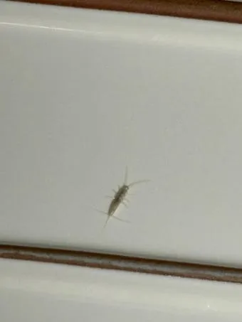 좀벌레 생기는 원인과 퇴치법 하얀벌레 제거 방법_5