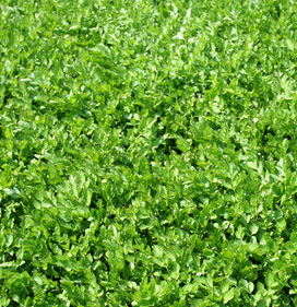 미나리 효능 부작용 고르는법 칼로리