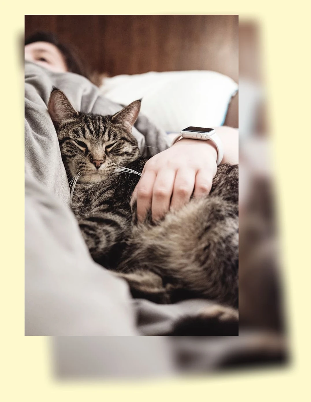 고양이 털 관리_1_subsection