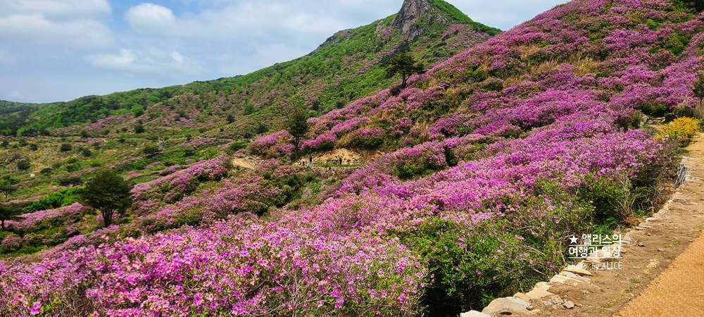 황매산 철쭉 개화시기, 셔틀버스, 산청 합천 5월 가볼만한곳