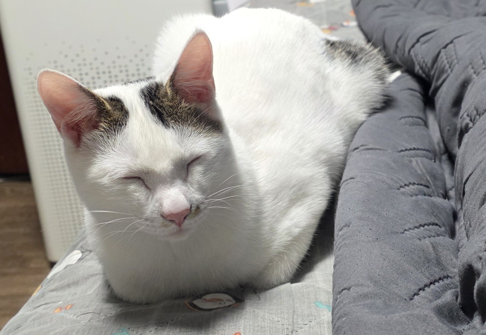 고양이 호흡기 보호를 위한 공기청정기