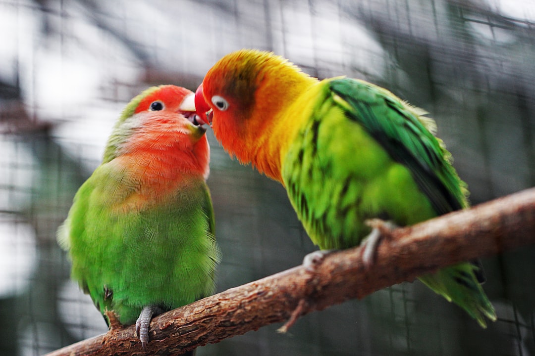 Kiss