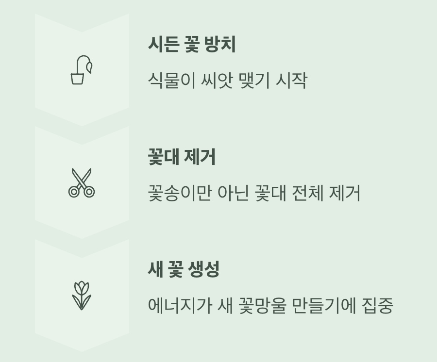 풍성함의 비밀, '시든 꽃' 따주기