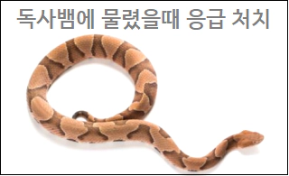 독사뱀에 물렸을때 응급 처치