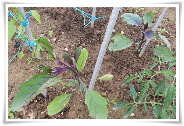 텃밭 "5월에 심기 좋은 작물" 초보도 척척, 실패 없이 풍성하게 수확하는 법!