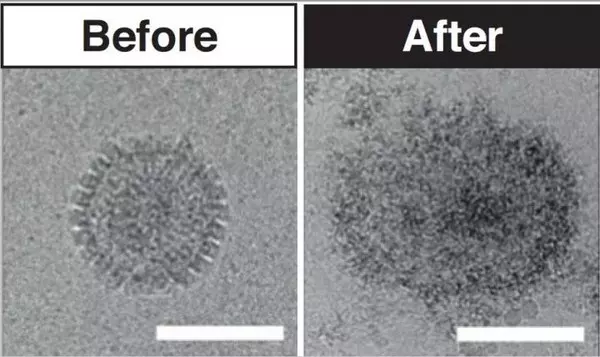 항바이러스 효과(Antiviral Effects)