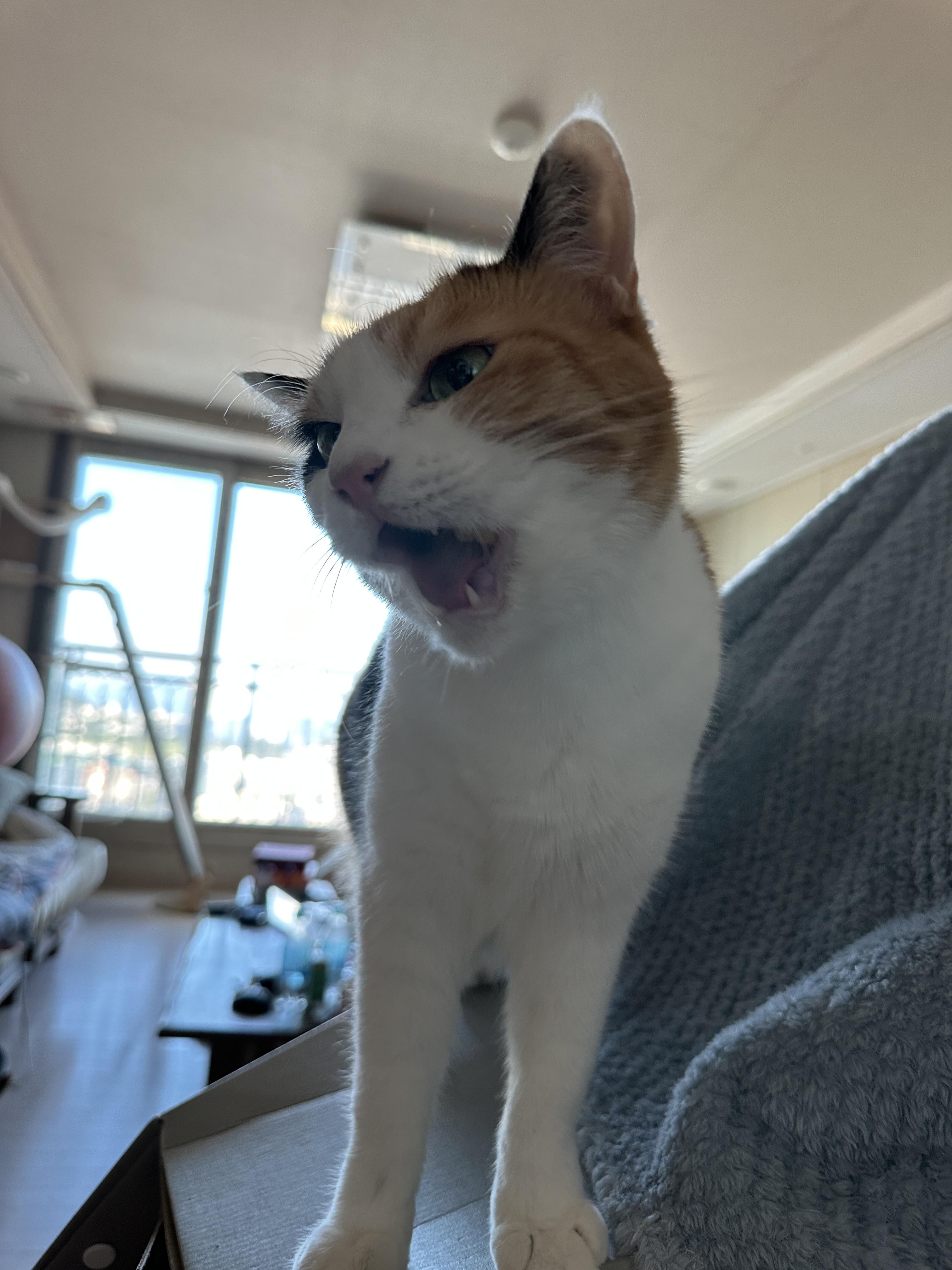 요미_입안_가득_트릿_하나