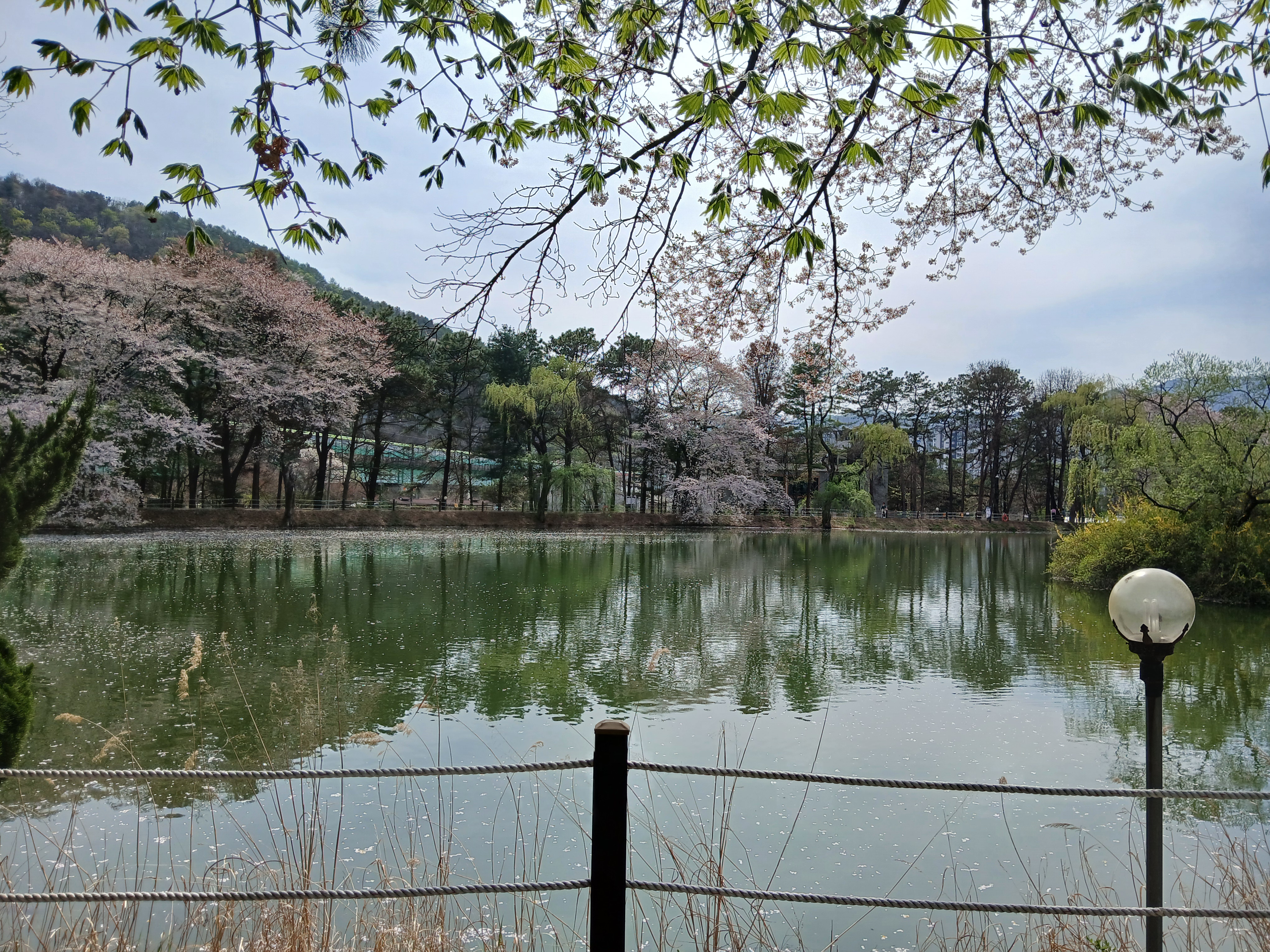포토존 많은 내수면연구소 벚꽃길