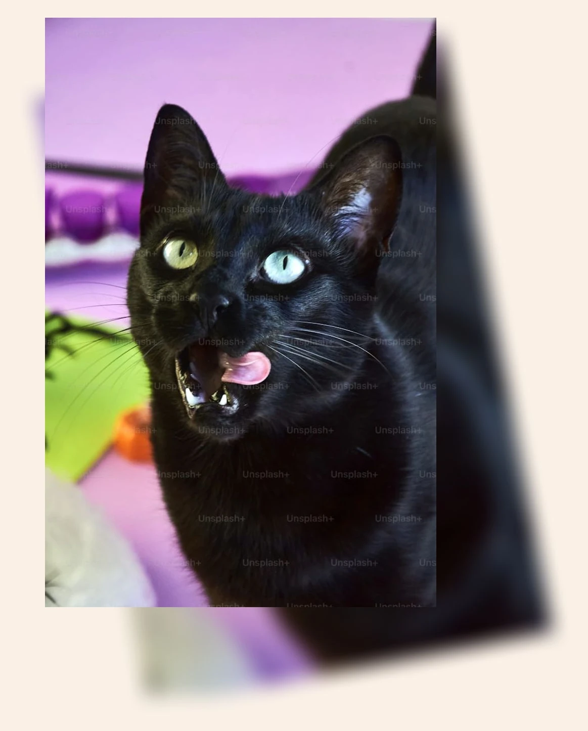 고양이 치아 관리_1_subsection