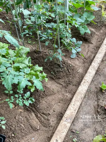 텃밭 가꾸기 모종 선택 파종 시기 물주기 비료 초보 가이드_19