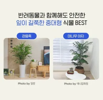 고양이에게 안전한 식물_29