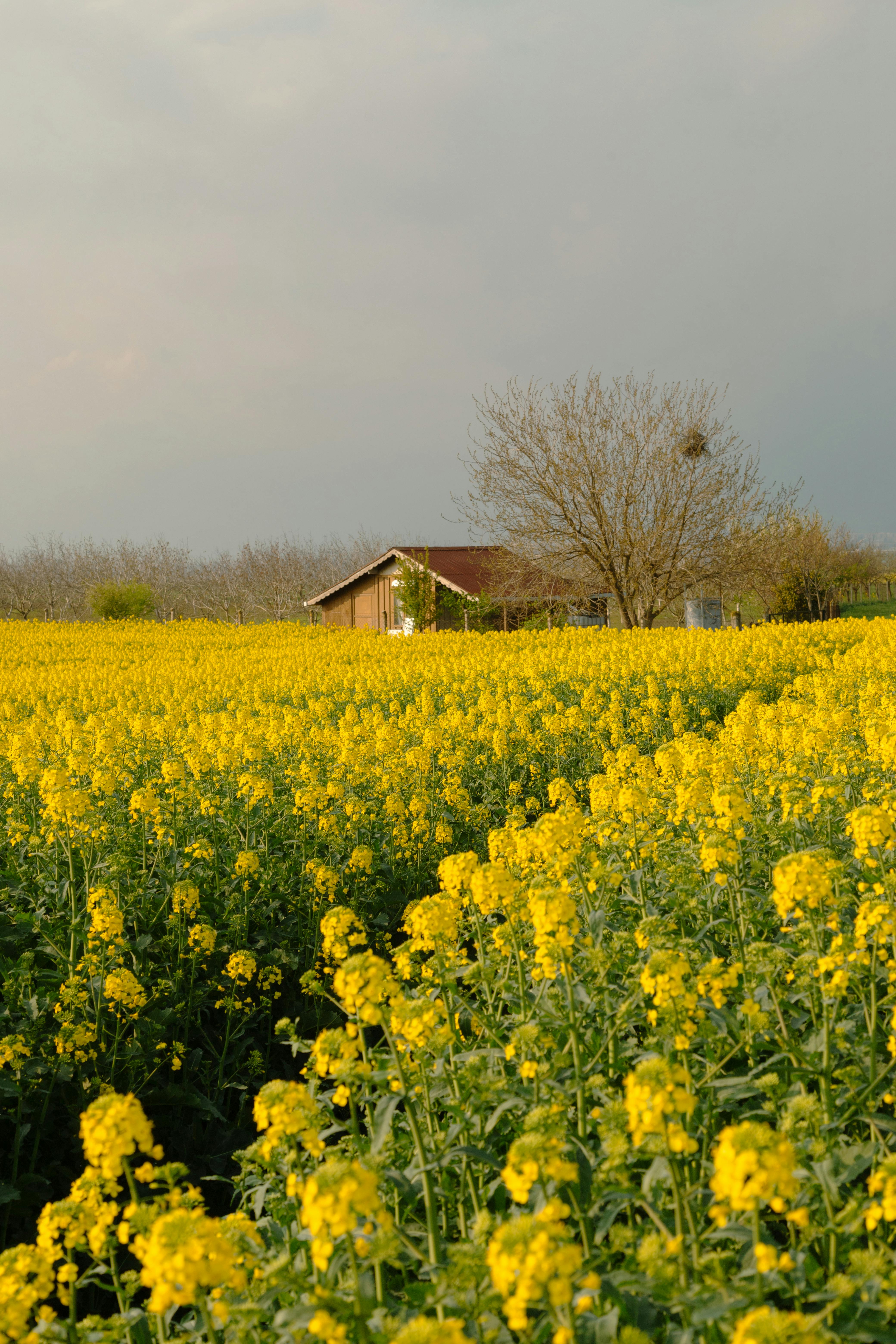 창녕 유채꽃 축제