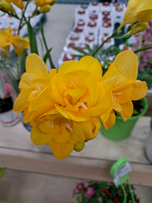 학교 4학년도 가입할 수 있나요?