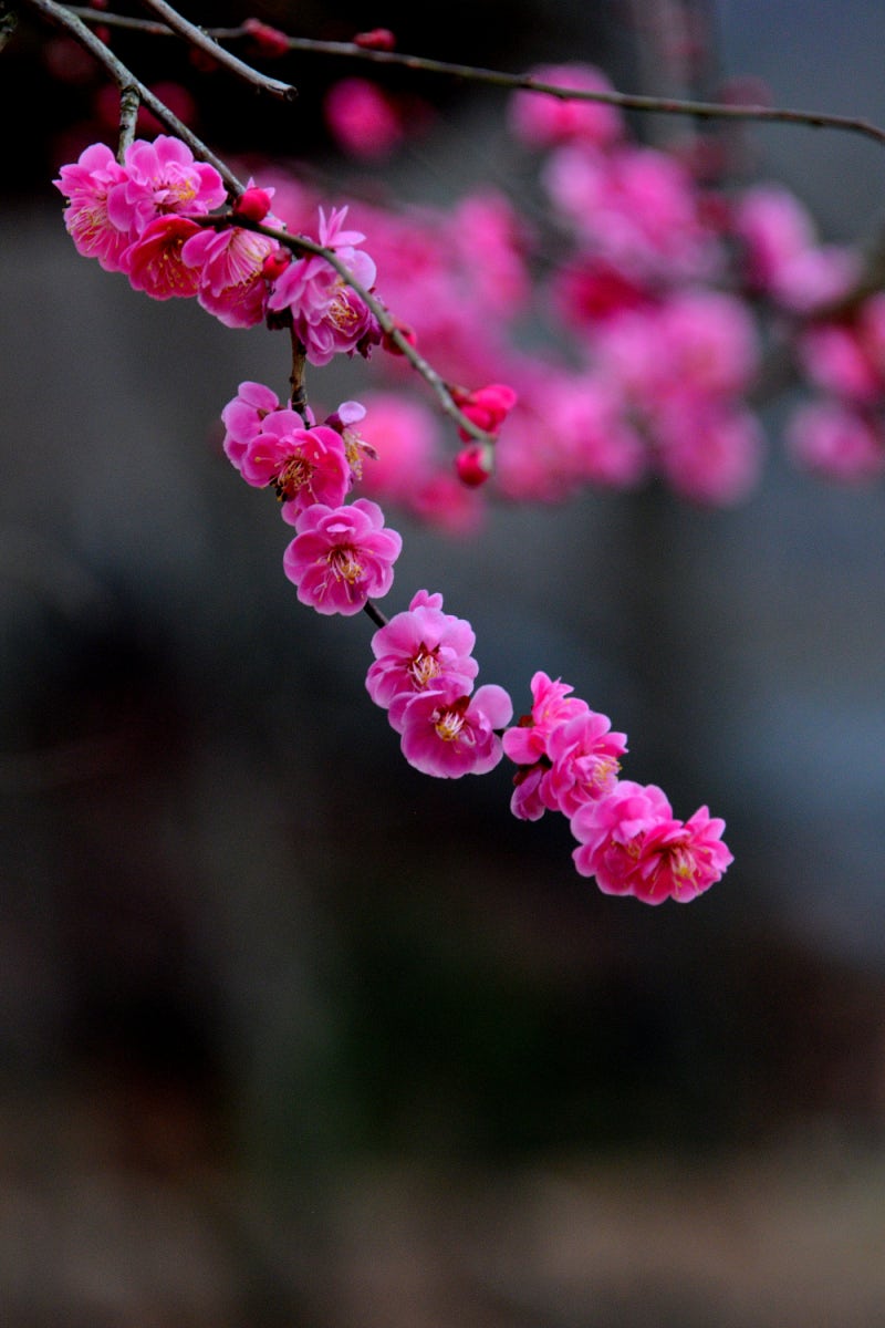 경남 양산 통도사에는 지금 &lsquo;우담바라 꽃이 피었다&rsquo;