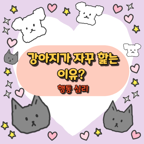 강아지가 핥는 이유: 보호자가 꼭 알아야 할 행동 심리