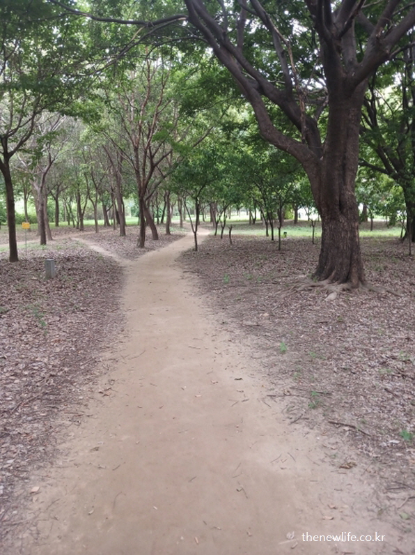 광나루 한강공원 서울 맨발 걷기 좋은 숲속 흙길 &ndash; 양갈래로 갈라지는 숲길의 갈림길