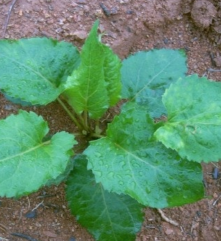 취나물 효능 부작용 칼로리 고르는법
