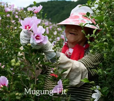 무궁핏 부작용 효과 내돈내산 후기 복용법 가격