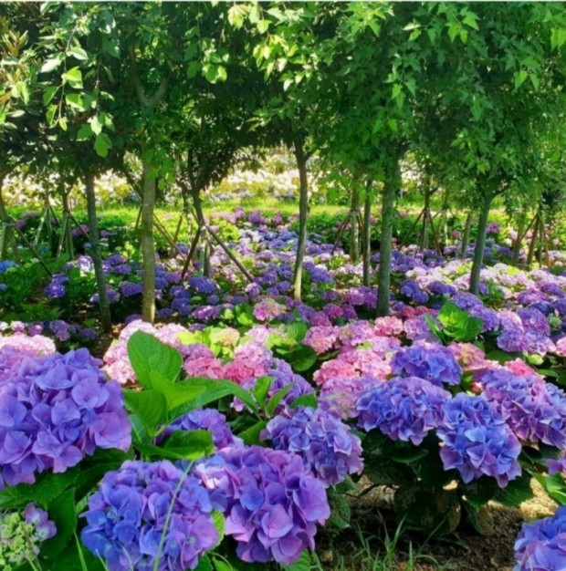 도초도 수국 사진