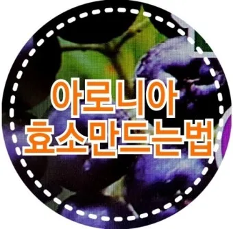 아로니아 효소만드는법과 효능효과 부작용 꽃 엑기스 활용법_18