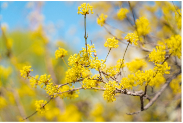 구례 산수유 꽃 축제
