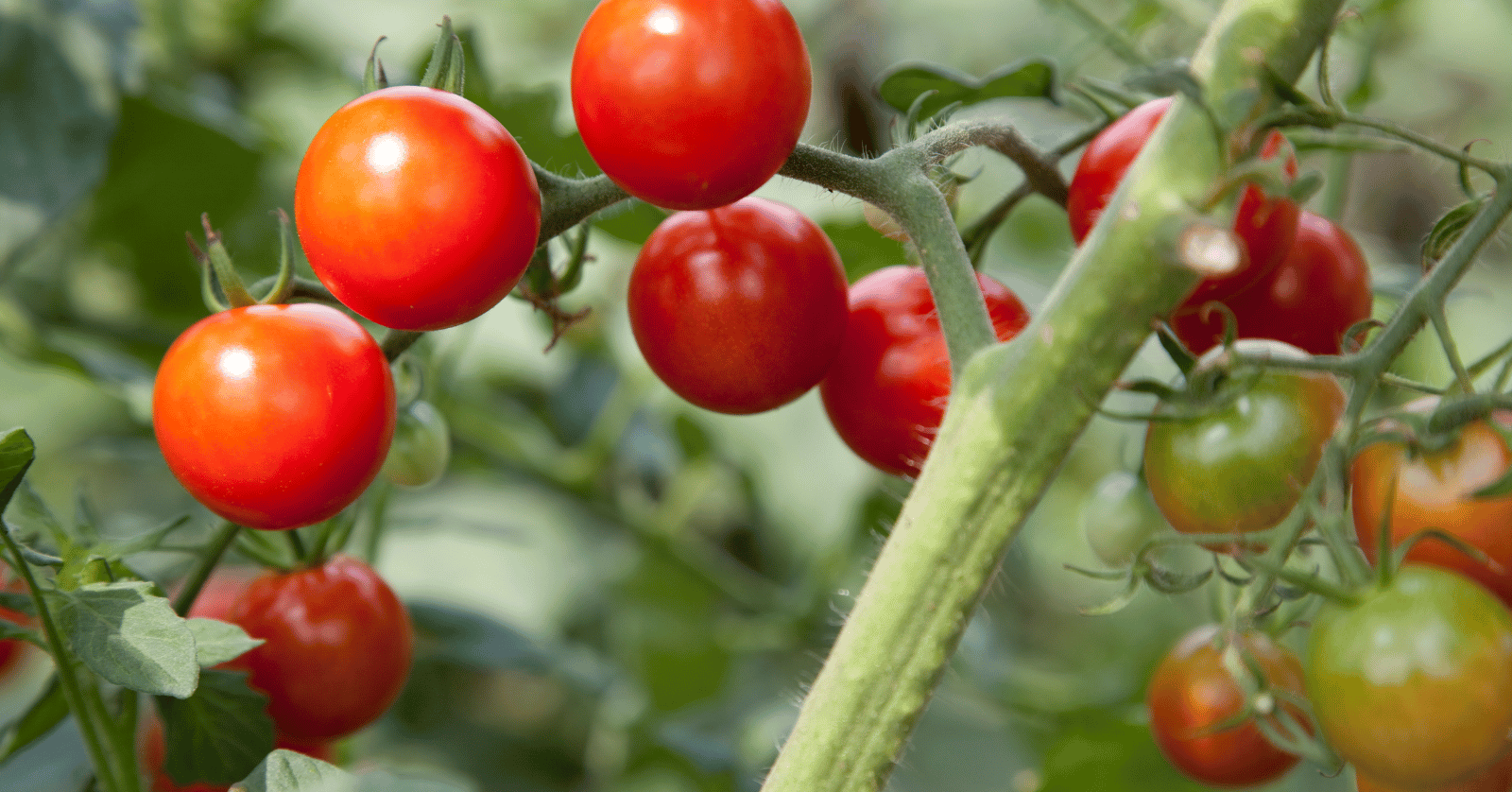 스테비아방울토마토칼로리