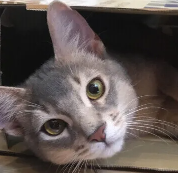 시니어 고양이 더위 대책!