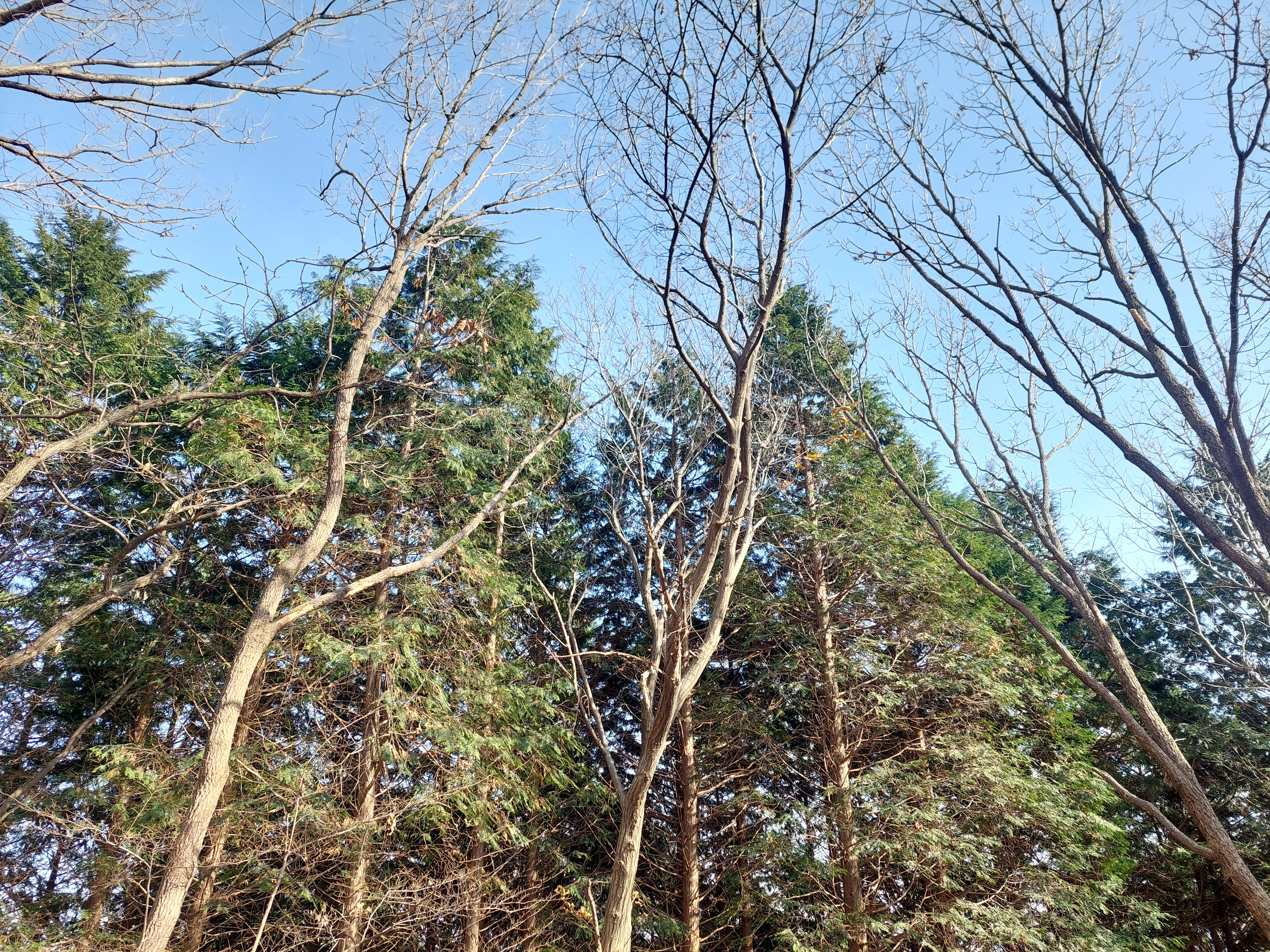 축령산