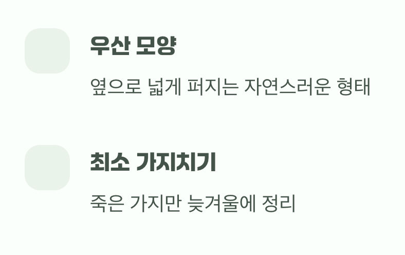 비결 3. 그대로의 멋, '자연스러운 수형'