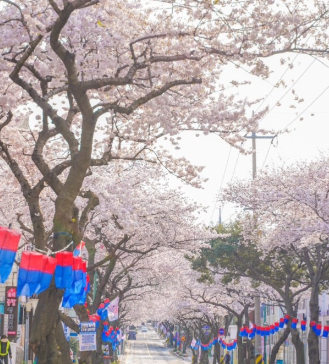 벚꽃 명소 추천