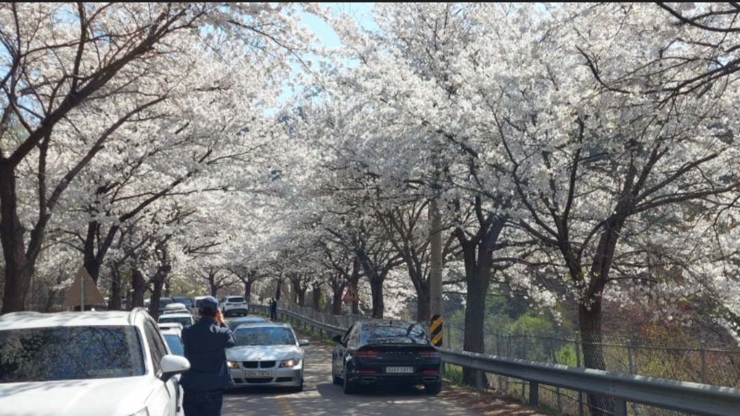 전국 벚꽃 명소 벚꽃길 핫플레이스 10곳 추천